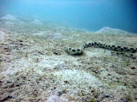 Sharptail Eel