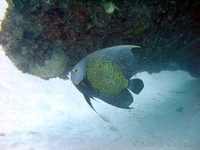 French Angelfish