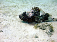 Stonefish