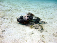 Stonefish