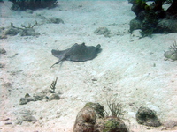 Stingray