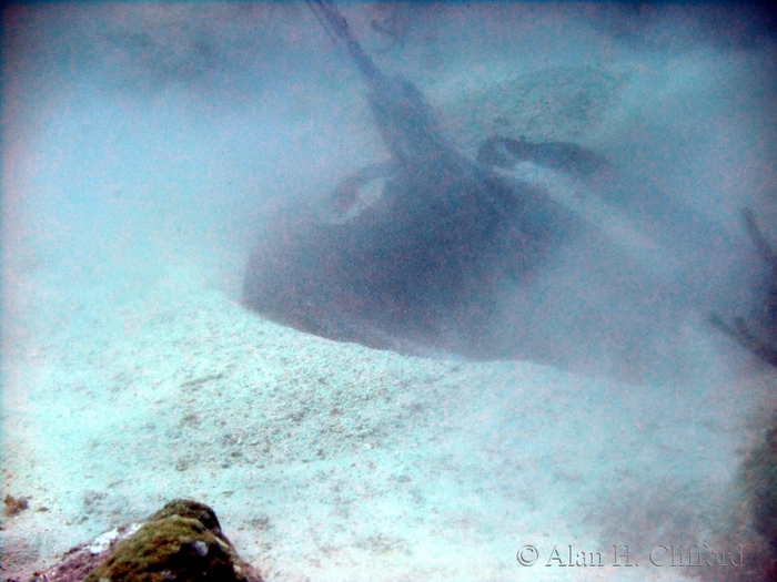 Stingray