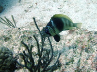 Barred Hamlet