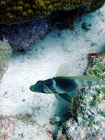 Barred Hamlet