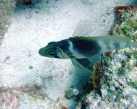 Barred Hamlet