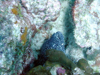 Spotted Moray