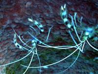 Banded Coral Shrimp