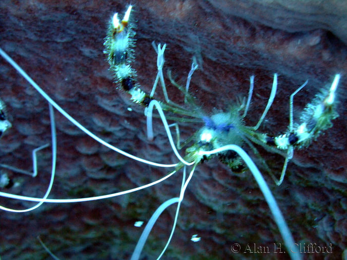 Banded Coral Shrimp