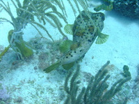 Porcupine Fish