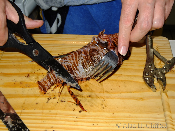 Ben Clifford and a Lion Fish