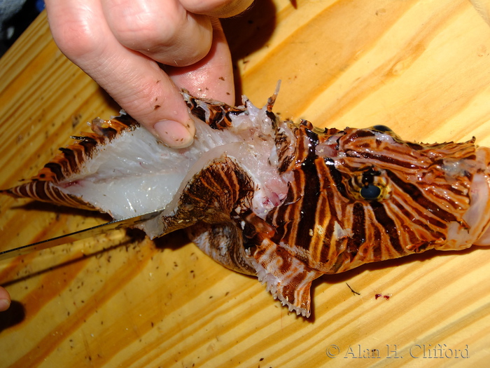 Ben Clifford and a Lion Fish