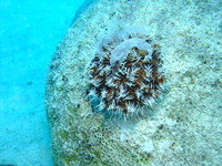 Sea Egg