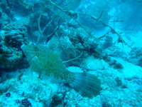 Scrawled Filefish