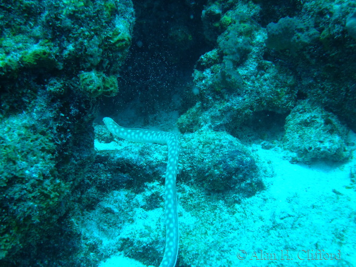 Sharptail Eel