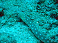 Sharptail Eel