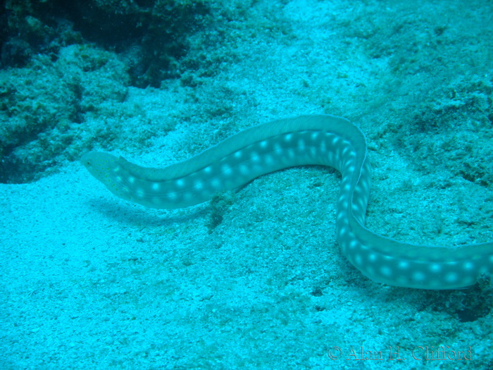 Sharptail Eel