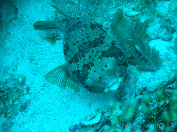 Balloonfish