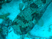 Balloonfish