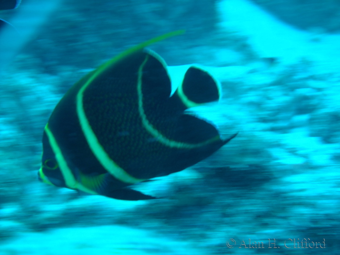 French Angelfish