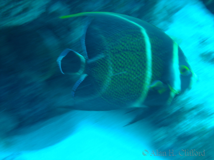 French Angelfish