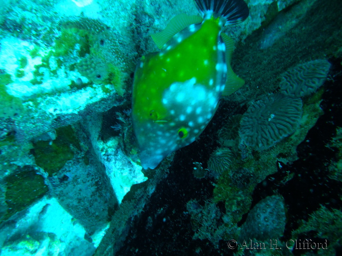 Whitespotted Filefish