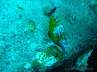 Whitespotted Filefish