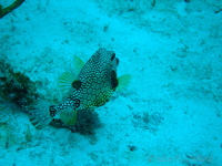 Smooth Trunkfish