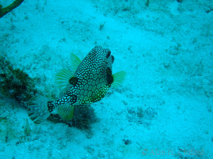 Smooth Trunkfish