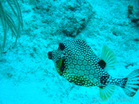 Smooth Trunkfish