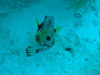 Smooth Trunkfish