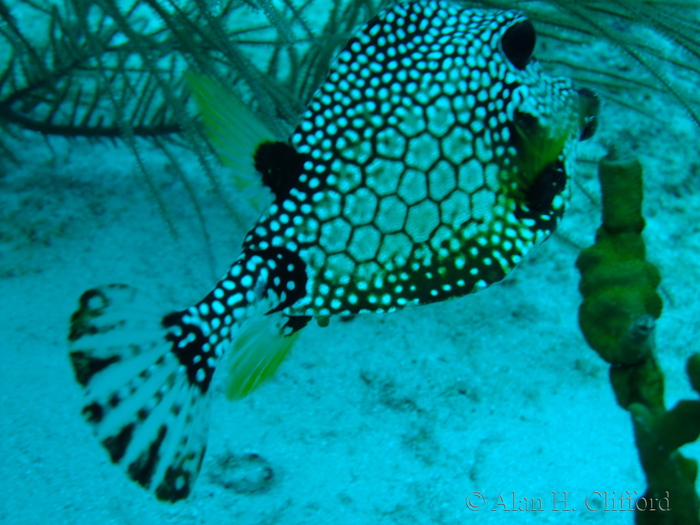 Smooth Trunkfish