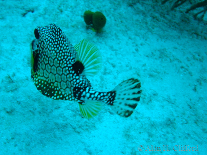 Smooth Trunkfish