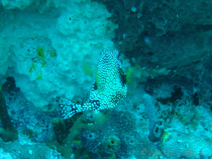 Smooth Trunkfish