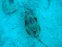 Smooth Trunkfish