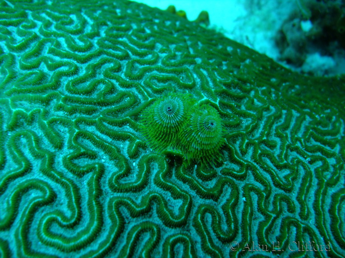 Brain Coral and Christmas Tree Worms