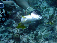 Yellowtail Snapper