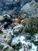 Trumpetfish