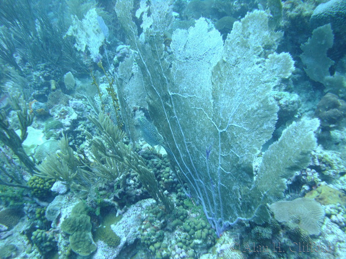 Honeycomb Cowfish