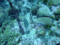 Honeycomb Cowfish