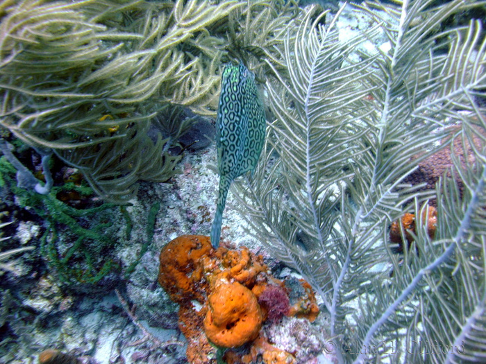 Honeycomb Cowfish