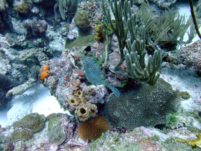 Honeycomb Cowfish