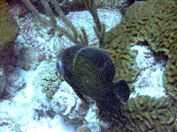 French Angelfish