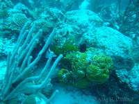 Whitespotted Filefish