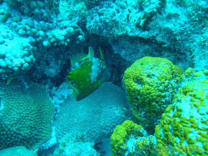 Whitespotted Filefish