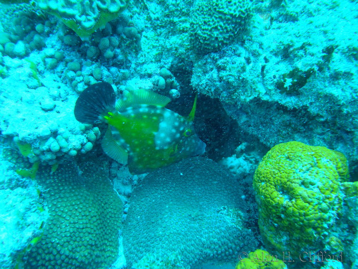 Whitespotted Filefish