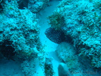 Spotted Moray