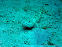 Sand Diver