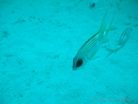 Squirrelfish