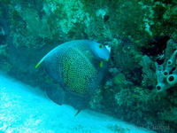 French Angelfish