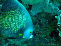 French Angelfish